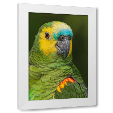 Blue fronted Amazon parrot-native to South America White Modern Wood Framed Art Print by Jones, Adam