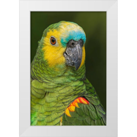 Blue fronted Amazon parrot-native to South America White Modern Wood Framed Art Print by Jones, Adam