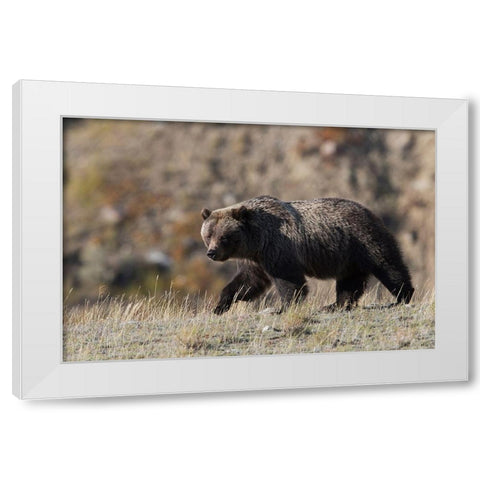 Grizzly Bear White Modern Wood Framed Art Print by Archer, Ken