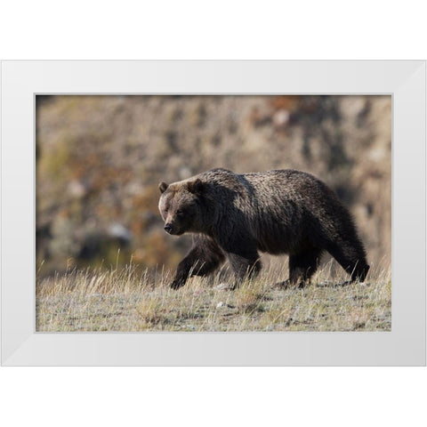 Grizzly Bear White Modern Wood Framed Art Print by Archer, Ken