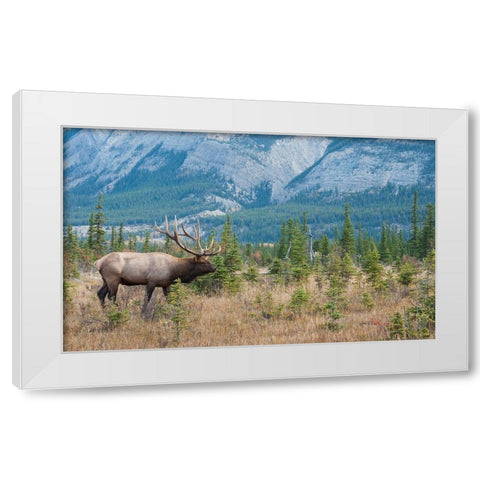 Bull elk in the Rockies White Modern Wood Framed Art Print by Archer, Ken