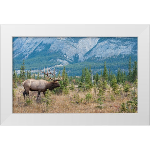 Bull elk in the Rockies White Modern Wood Framed Art Print by Archer, Ken