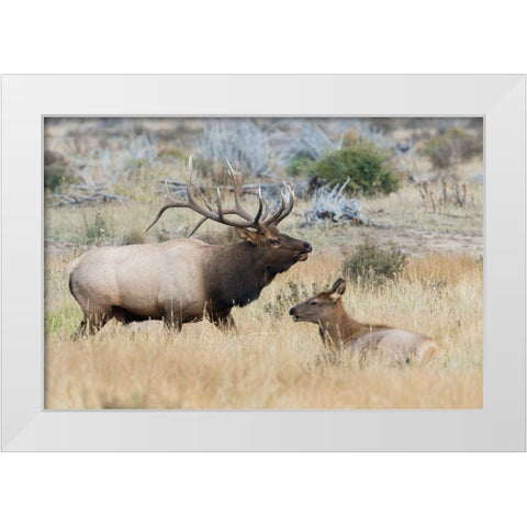 Bull elk patrolling White Modern Wood Framed Art Print by Archer, Ken