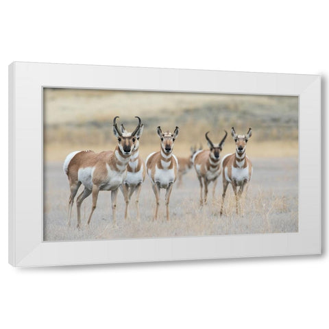 Pronghorns White Modern Wood Framed Art Print by Archer, Ken