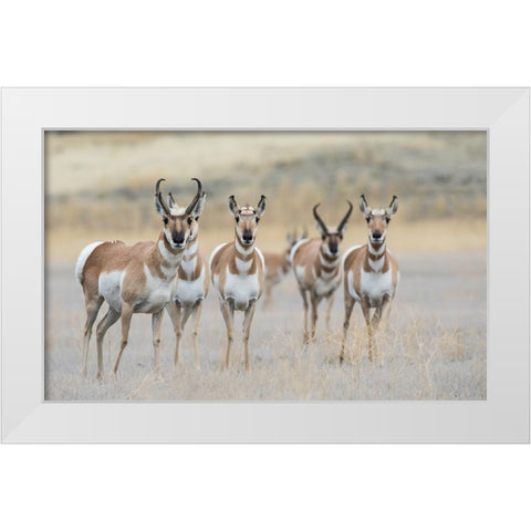 Pronghorns White Modern Wood Framed Art Print by Archer, Ken