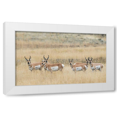 Pronghorns White Modern Wood Framed Art Print by Archer, Ken