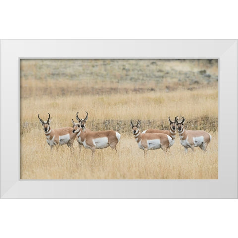 Pronghorns White Modern Wood Framed Art Print by Archer, Ken