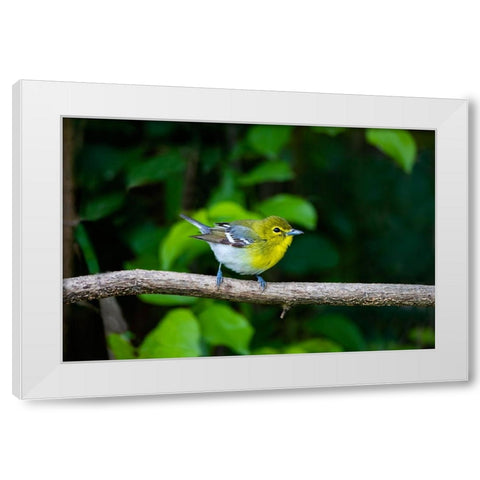 Yellow-throated Vireo-Vireo flavifrons-perched White Modern Wood Framed Art Print by Ditto, Larry
