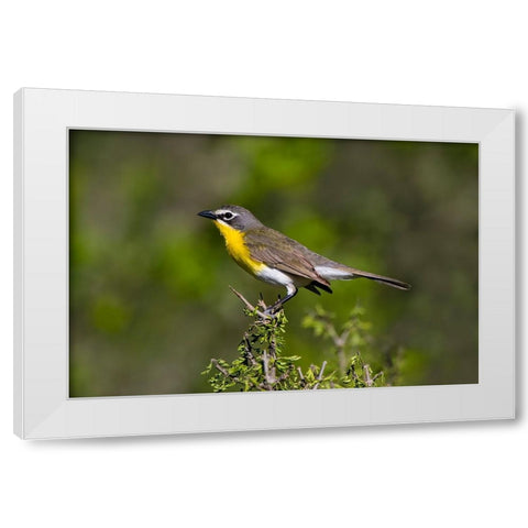 Yellow-breasted chat adult perched in dense brush White Modern Wood Framed Art Print by Ditto, Larry