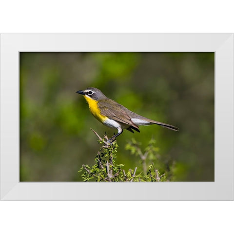 Yellow-breasted chat adult perched in dense brush White Modern Wood Framed Art Print by Ditto, Larry