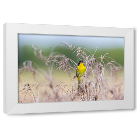 Common Yellowthroat-Geothlypis trichas-male singing in prairie Marion County-Illinois White Modern Wood Framed Art Print by Day, Richard and Susan