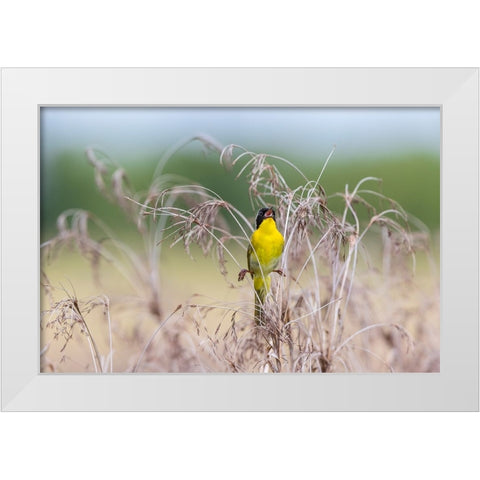 Common Yellowthroat-Geothlypis trichas-male singing in prairie Marion County-Illinois White Modern Wood Framed Art Print by Day, Richard and Susan