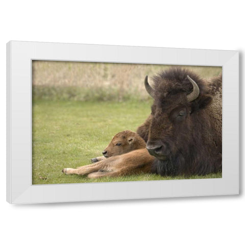 WY, Yellowstone Bison resting on grass with calf White Modern Wood Framed Art Print by Grall, Don