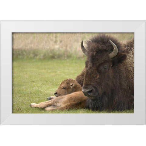 WY, Yellowstone Bison resting on grass with calf White Modern Wood Framed Art Print by Grall, Don