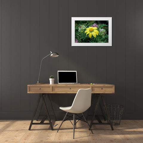 Yellow daisy bush-endemic to Floreana Island-Galapagos Islands-Ecuador White Modern Wood Framed Art Print by Jones, Adam