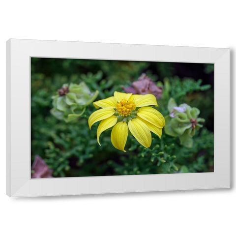 Yellow daisy bush-endemic to Floreana Island-Galapagos Islands-Ecuador White Modern Wood Framed Art Print by Jones, Adam