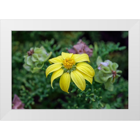 Yellow daisy bush-endemic to Floreana Island-Galapagos Islands-Ecuador White Modern Wood Framed Art Print by Jones, Adam