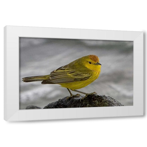 Ecuador, Galapagos Islands Yellow warbler White Modern Wood Framed Art Print by Williams, Joanne