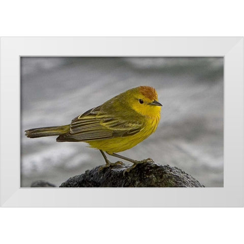 Ecuador, Galapagos Islands Yellow warbler White Modern Wood Framed Art Print by Williams, Joanne