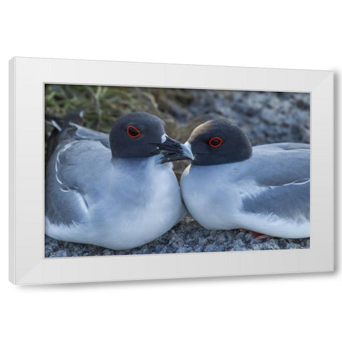 Ecuador, Galapagos NP Swallow-tailed gull pair White Modern Wood Framed Art Print by Illg, Cathy and Gordon