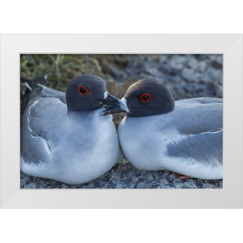 Ecuador, Galapagos NP Swallow-tailed gull pair White Modern Wood Framed Art Print by Illg, Cathy and Gordon