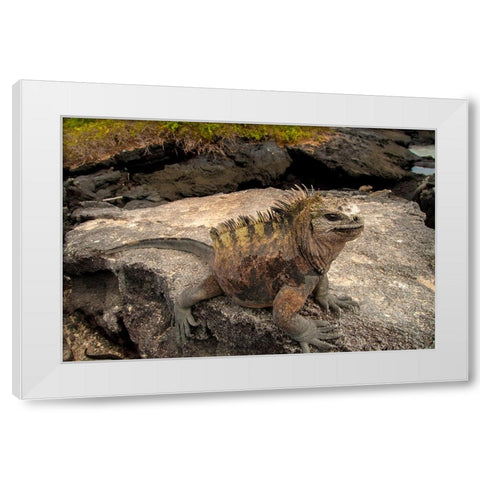 Ugly marine iguana on Fernandina Island was the model for the Godzilla movies. White Modern Wood Framed Art Print by Sederquist, Betty