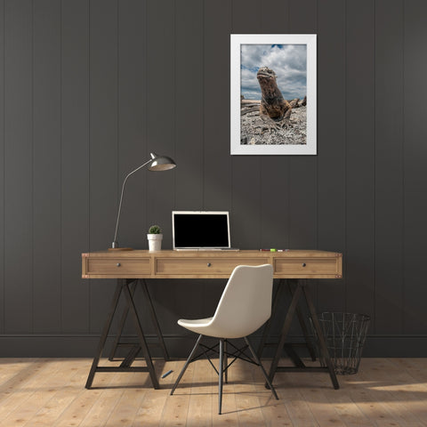 Ugly marine iguana on Fernandina Island was the model for the Godzilla movies. Wide angle view. White Modern Wood Framed Art Print by Sederquist, Betty