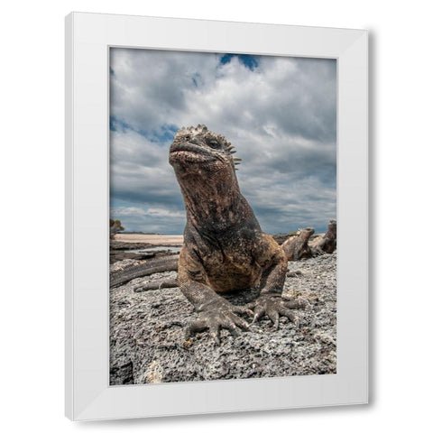 Ugly marine iguana on Fernandina Island was the model for the Godzilla movies. Wide angle view. White Modern Wood Framed Art Print by Sederquist, Betty