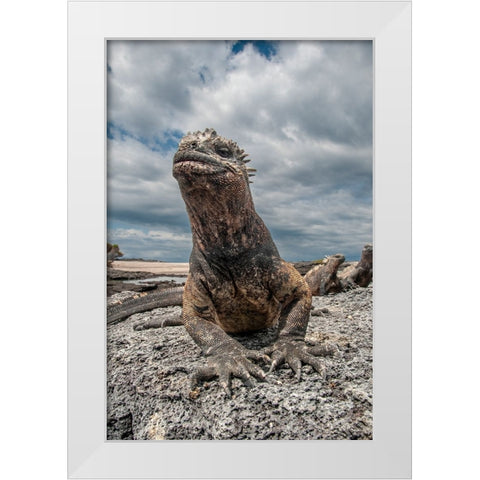 Ugly marine iguana on Fernandina Island was the model for the Godzilla movies. Wide angle view. White Modern Wood Framed Art Print by Sederquist, Betty