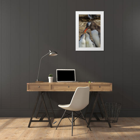 Sea Lion Island Gentoo penguin adult and chicks White Modern Wood Framed Art Print by Illg, Cathy and Gordon