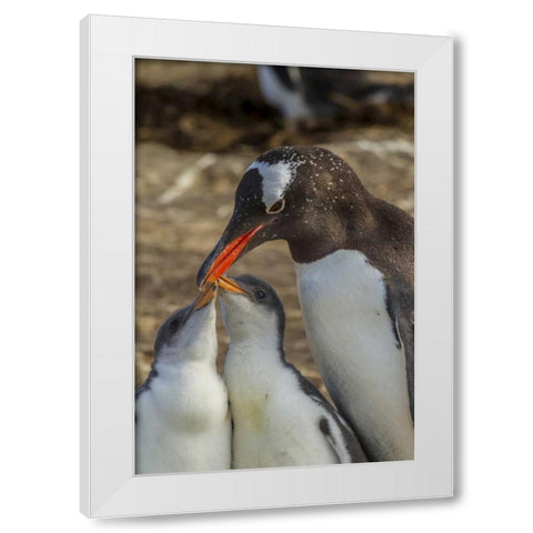 Sea Lion Island Gentoo penguin adult and chicks White Modern Wood Framed Art Print by Illg, Cathy and Gordon