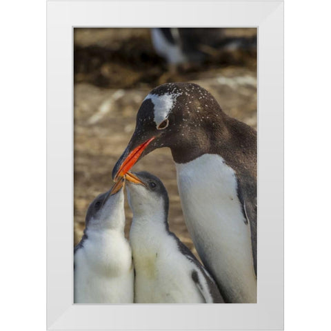 Sea Lion Island Gentoo penguin adult and chicks White Modern Wood Framed Art Print by Illg, Cathy and Gordon