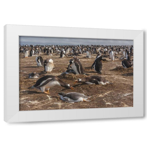Sea Lion Island Gentoo penguin colony White Modern Wood Framed Art Print by Illg, Cathy and Gordon