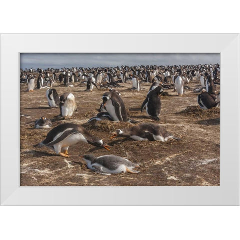Sea Lion Island Gentoo penguin colony White Modern Wood Framed Art Print by Illg, Cathy and Gordon