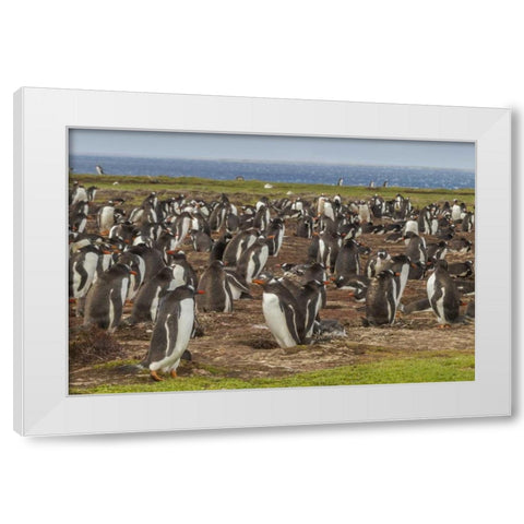 Falkland Islands, Bleaker Island Gentoo penguins White Modern Wood Framed Art Print by Illg, Cathy and Gordon