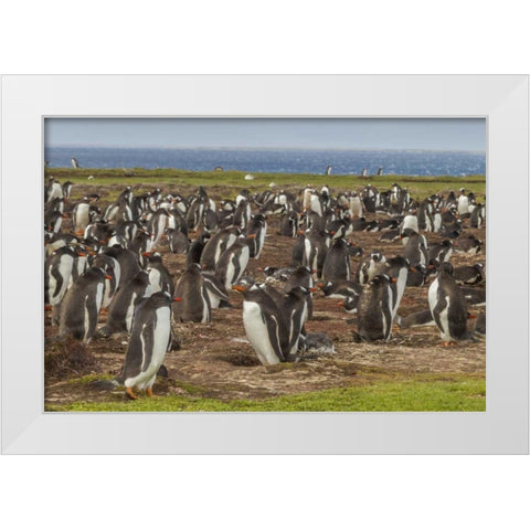 Falkland Islands, Bleaker Island Gentoo penguins White Modern Wood Framed Art Print by Illg, Cathy and Gordon