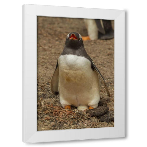 Saunders Isl, Gentoo penguin with egg White Modern Wood Framed Art Print by Illg, Cathy and Gordon
