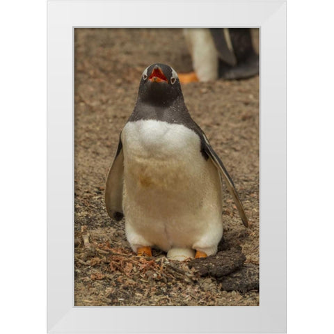 Saunders Isl, Gentoo penguin with egg White Modern Wood Framed Art Print by Illg, Cathy and Gordon