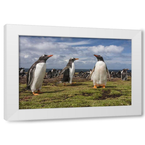 Falkland Islands, Bleaker Island Gentoo penguins White Modern Wood Framed Art Print by Illg, Cathy and Gordon