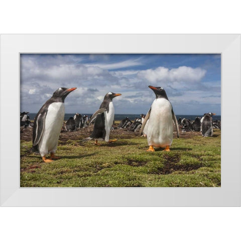 Falkland Islands, Bleaker Island Gentoo penguins White Modern Wood Framed Art Print by Illg, Cathy and Gordon