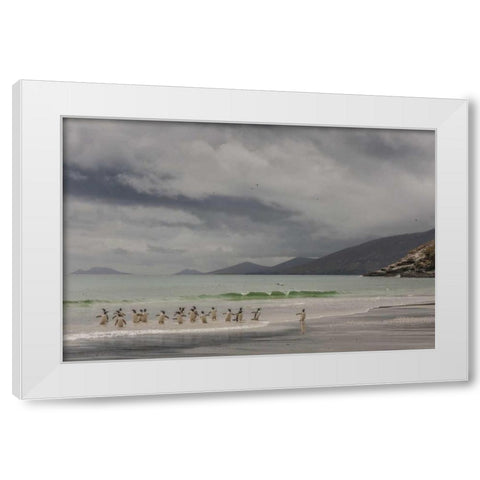 Saunders Island Gentoo penguins coming ashore White Modern Wood Framed Art Print by Illg, Cathy and Gordon