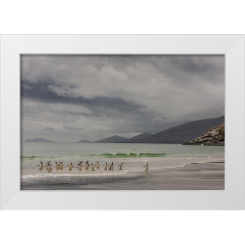Saunders Island Gentoo penguins coming ashore White Modern Wood Framed Art Print by Illg, Cathy and Gordon