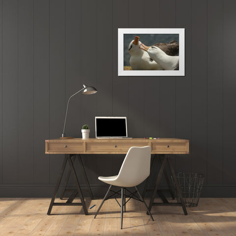 Saunders Island Black-browed albatross courtship White Modern Wood Framed Art Print by Illg, Cathy and Gordon