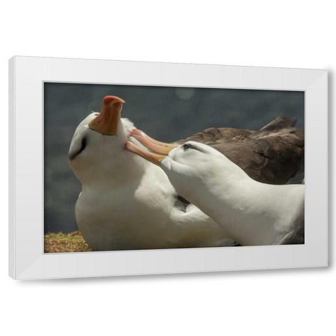Saunders Island Black-browed albatross courtship White Modern Wood Framed Art Print by Illg, Cathy and Gordon