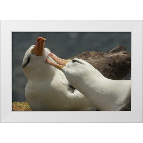 Saunders Island Black-browed albatross courtship White Modern Wood Framed Art Print by Illg, Cathy and Gordon