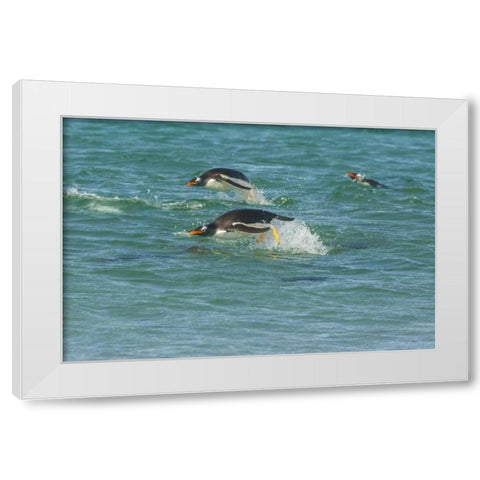 Sea Lion Island Gentoo penguins porpoising White Modern Wood Framed Art Print by Illg, Cathy and Gordon