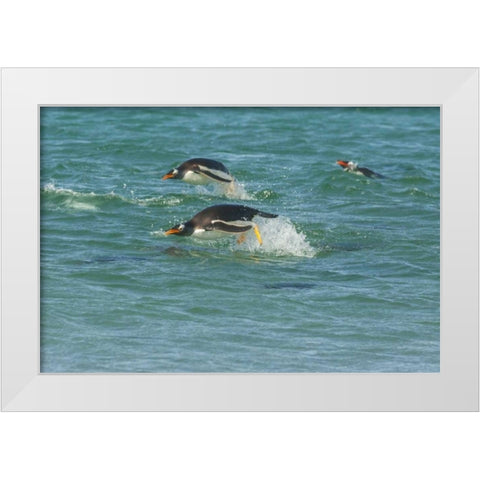Sea Lion Island Gentoo penguins porpoising White Modern Wood Framed Art Print by Illg, Cathy and Gordon