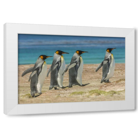 East Falkland King penguins walking White Modern Wood Framed Art Print by Illg, Cathy and Gordon