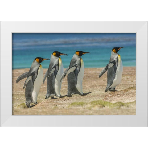 East Falkland King penguins walking White Modern Wood Framed Art Print by Illg, Cathy and Gordon