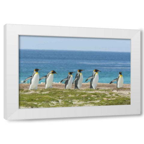 East Falkland King penguins walking White Modern Wood Framed Art Print by Illg, Cathy and Gordon